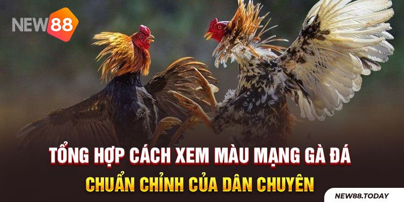 Tổng hợp cách xem màu mạng gà đá chuẩn chỉ của dân chuyên