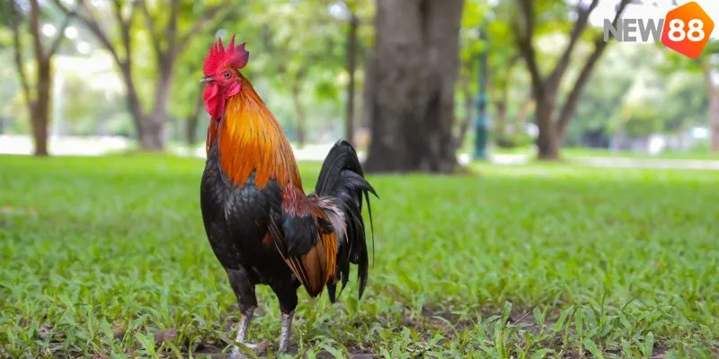 Cách Xem Mặt Gà Đá Chi Tiết - Bí Quyết Chiến Thắng